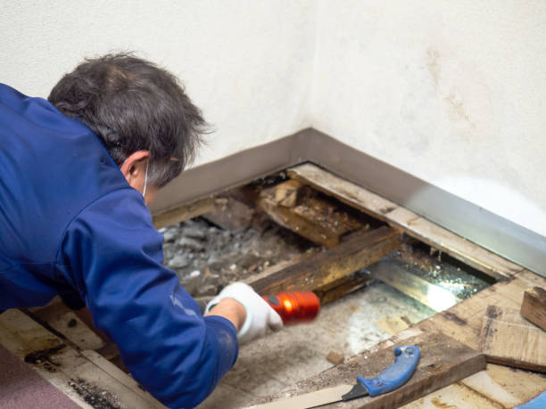 Best Fast Mold Removal  in Genesee, ID