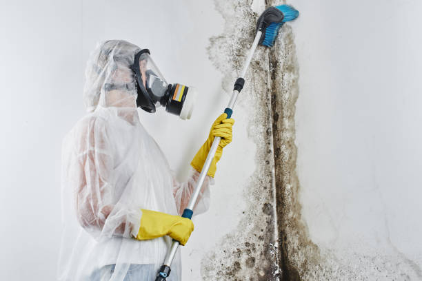 Best Mold Remediation  in Genesee, ID