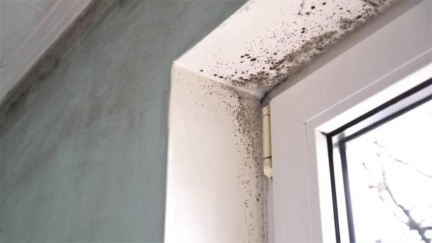 Best Black Mold Removal  in Genesee, ID