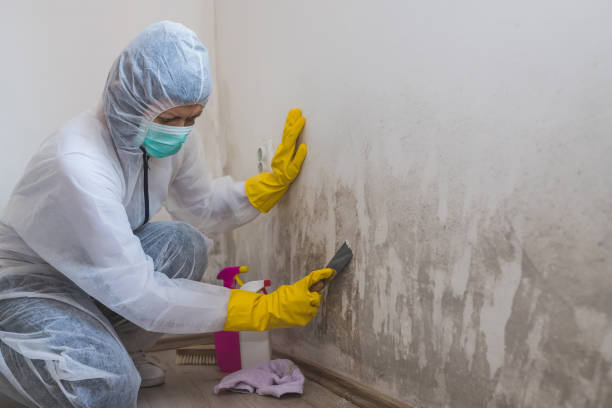 Best Mold Damage Repair  in Genesee, ID