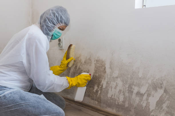 Best Home Mold Removal  in Genesee, ID