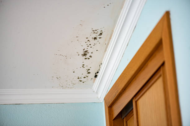 Best Best Mold Removal Companies  in Genesee, ID