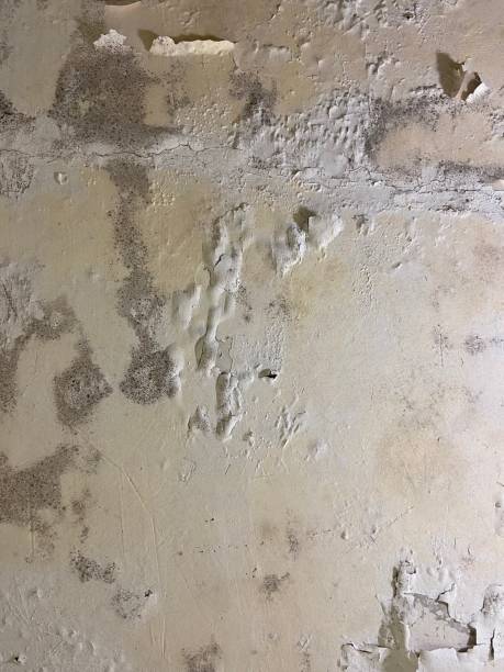 Best Mold Testing  in Genesee, ID