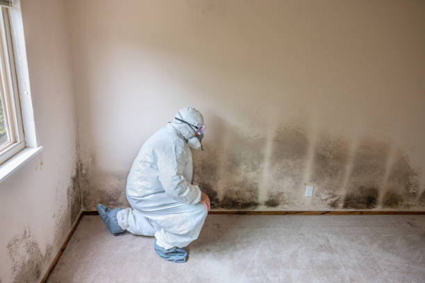 Genesee, ID Mold Removal Company