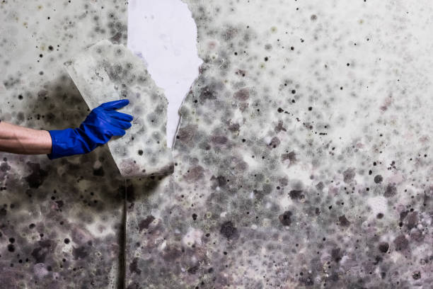 Best Affordable Mold Removal  in Genesee, ID