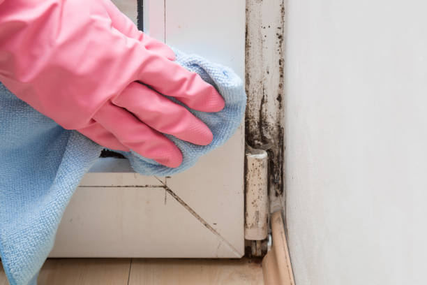 Best Mold Inspection  in Genesee, ID