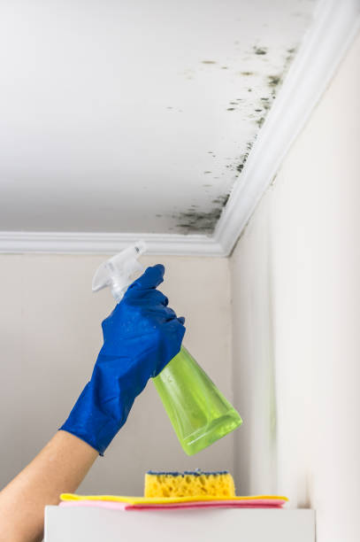 Best Mold Removal Near Me  in Genesee, ID